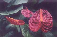 Anthurium